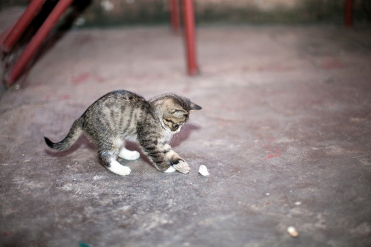 猫 虎斑猫 猫咪 宠物猫 家畜