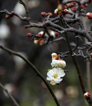 白梅花