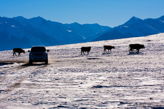 雪景  放牧  户外