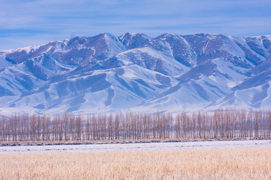 雪山  树林