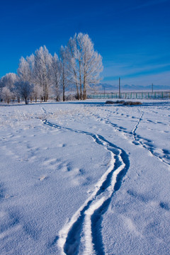 足迹  雪原