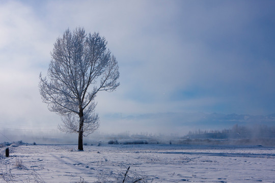 雪景