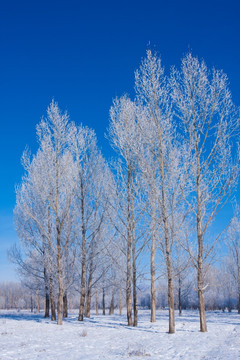 雪景  雾凇