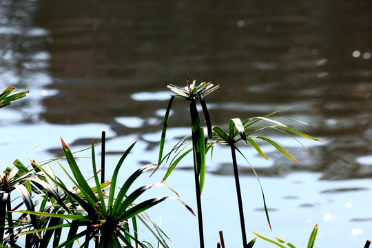 水草