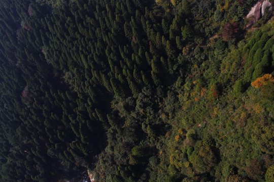 南岳衡山 森林 植被