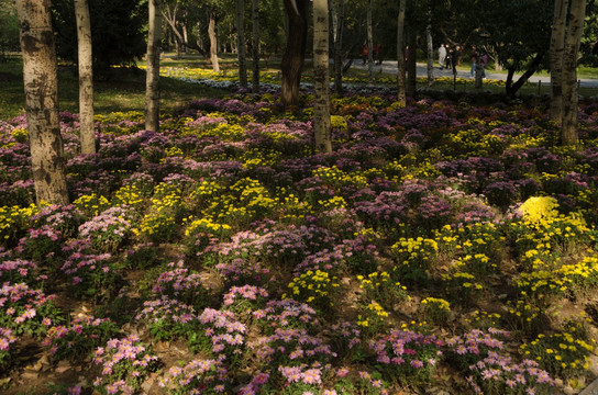 北京植物园菊花展jpg