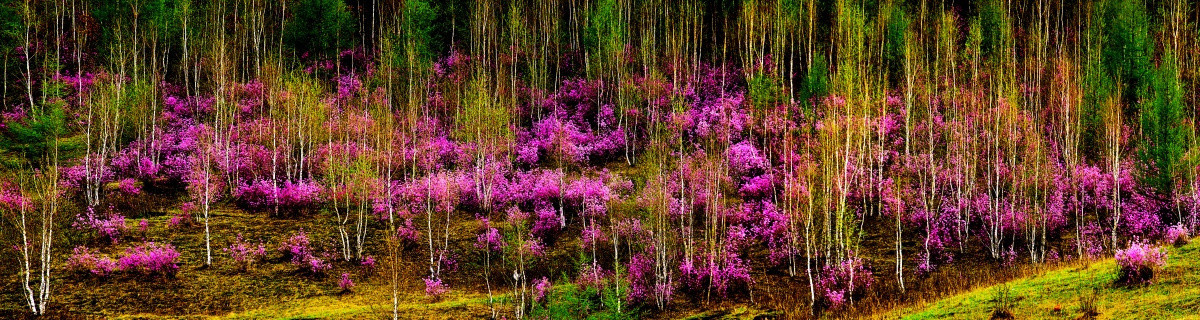 杜鹃花 大兴安岭林区