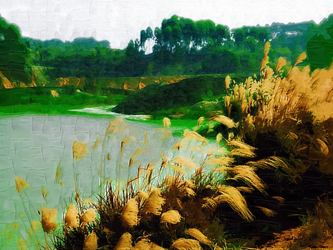 芦苇风景