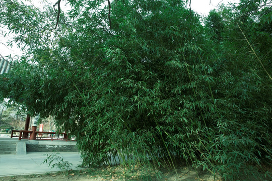 竹林