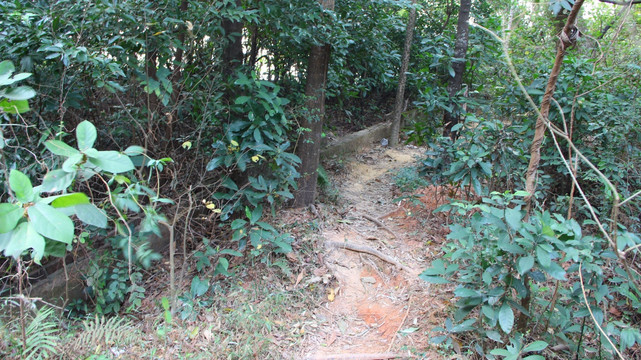林荫道