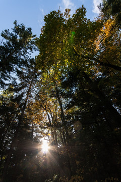 阳光透过树林 密林