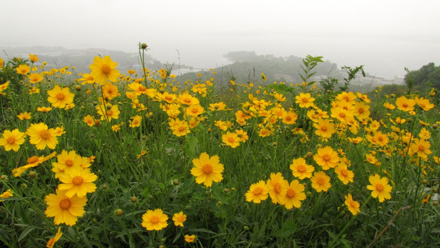 滁州丰山 人间五月天 大金鸡菊