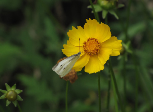 蝶恋花 大金鸡菊