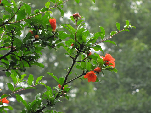 雨中石榴花