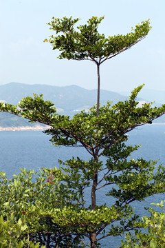 深圳 小梅沙 大梅沙 海滨公园