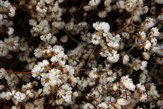 冬天的小白花