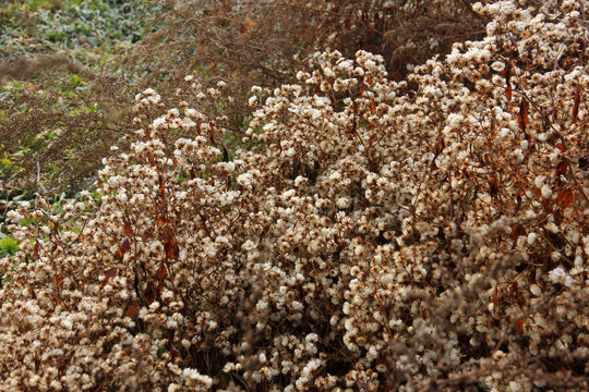 小白花
