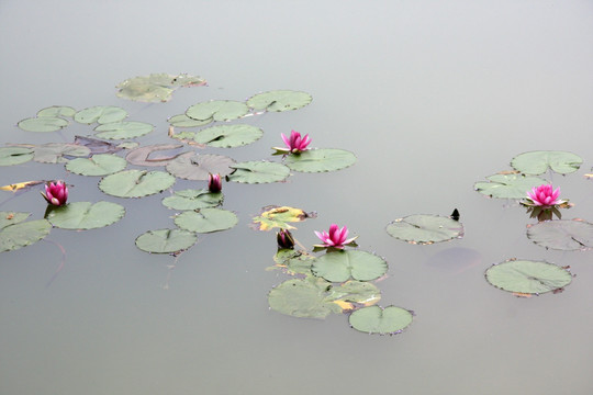 水中荷花