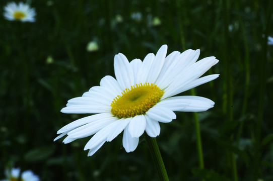 白色野菊花