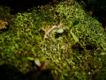 苔藓