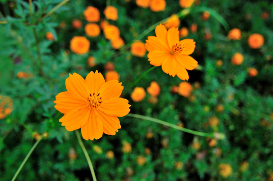 花