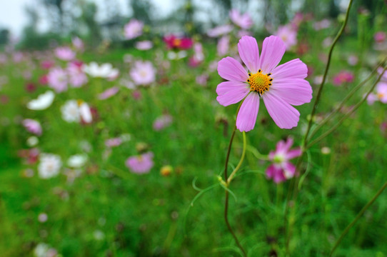 格桑花