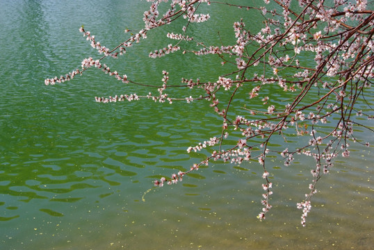 颐和园桃花