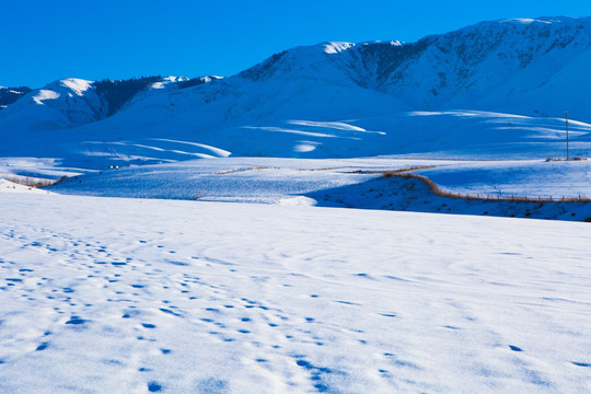 雪山  高原