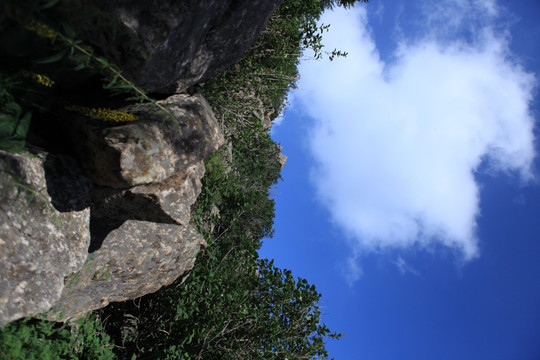 高山植被 白马 云彩 蓝天