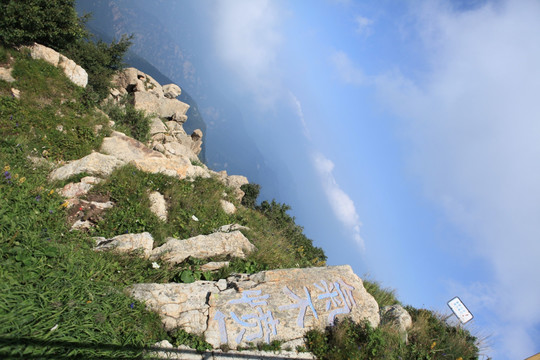 高山植被