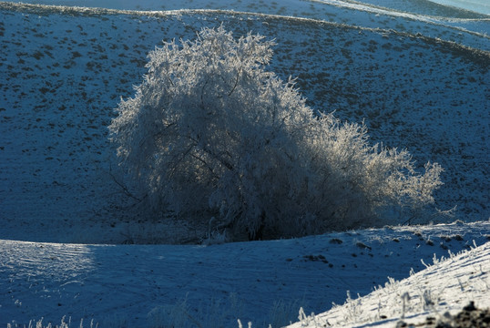 冰天雪地 雪树 雾凇冰挂 雪原