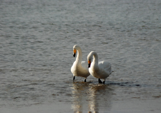 天鹅 白天鹅 湖水 鸟类 动物