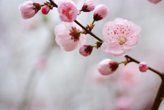 北京植物园梅花