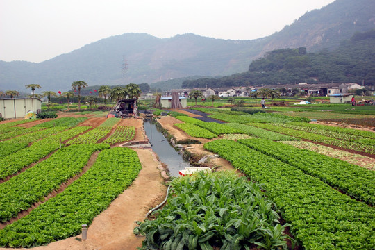 深圳凤凰山菜园