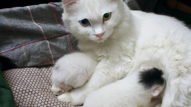 母猫与小猫