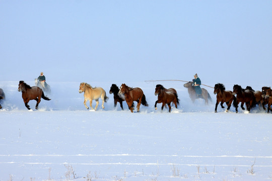 冬季草原牧马