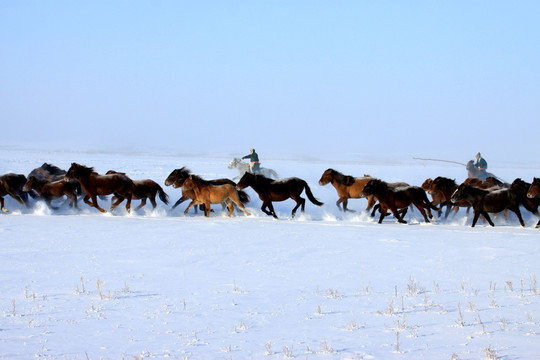 冬季草原牧马