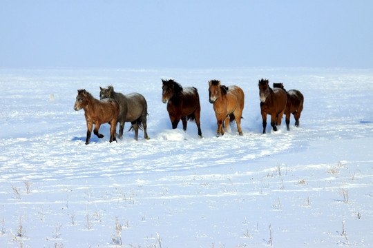 冬季雪原马群