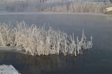 雪草