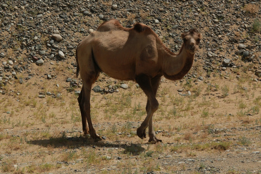 野骆驼