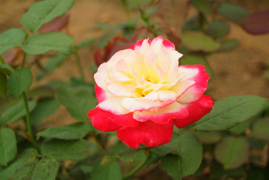 月季花