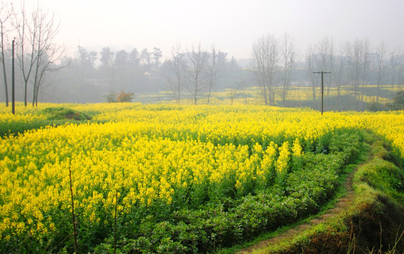 潼南油菜花