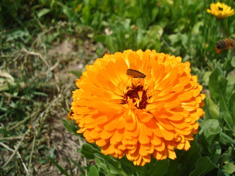 波斯菊 菊花 格桑花