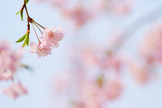 北京玉渊潭公园樱花
