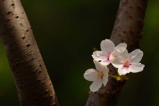 北京玉渊潭公园樱花