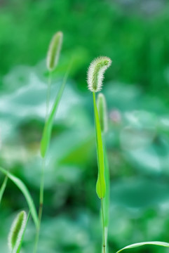 狗尾草