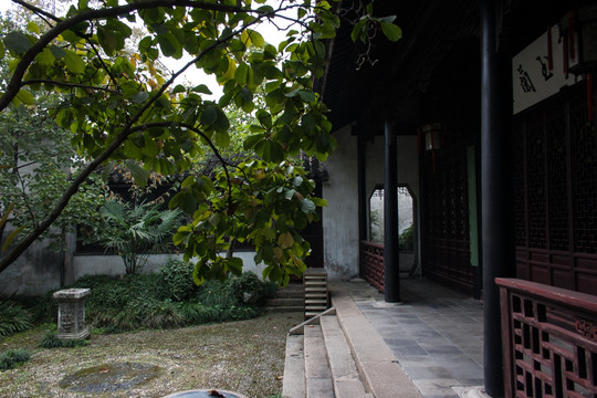 留园 小院 幽静 绿树成荫