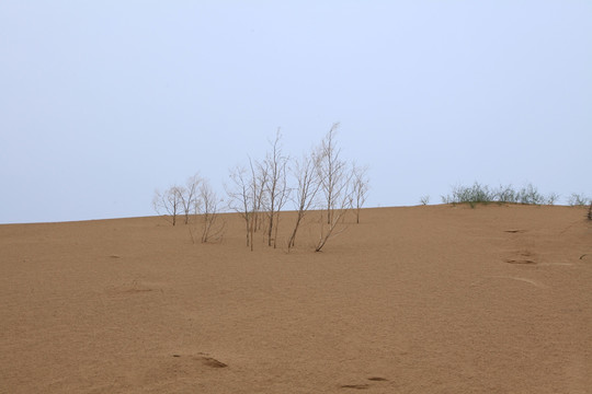 沙漠枯草