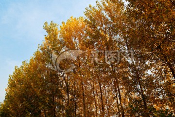 金黄的的杨树林