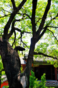 寺院中的古树